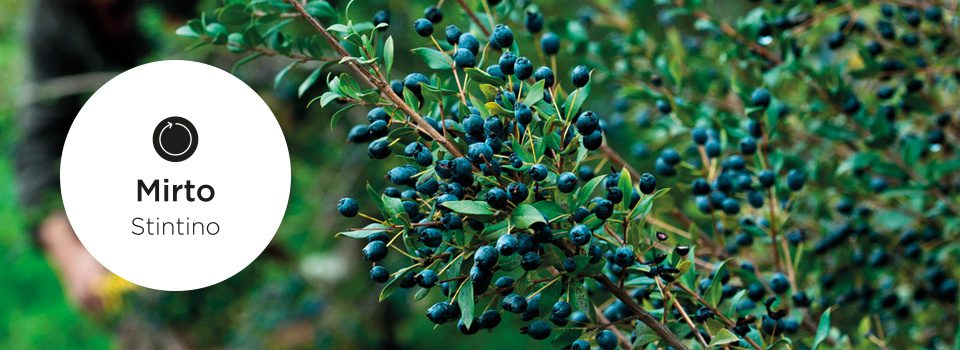 Mirto Lozione Corpo Lenitiva - immagine 3